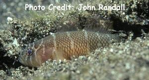  Priolepis kappa (Kappa Reef Goby)