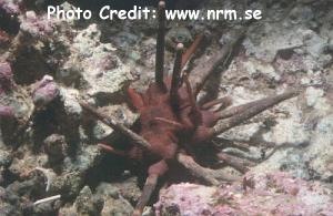  Prionocidaris baculosa (Crown-spined Pencil Urchin)