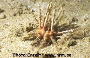  Prionocidaris bispinosa (Thorny Sea Urchin, Pencil Urchin)