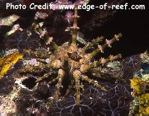 Plococidaris verticillata (Thorn-spined Sea Urchin)