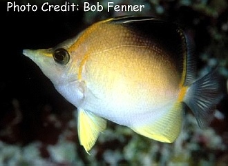  Prognathodes aculeatus (Caribbean Longnose Butterflyfish, Rosy Butterflyfish, Altantic Longnose Butterflyfish)