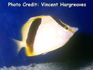  Prognathodes aya (Bank Butterflyfish, Doubleband Butterflyfish)