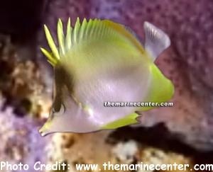  Prognathodes brasiliensis (Brazilian Butterflyfish)