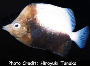  Prognathodes dichrous (Bicolor Butterflyfish)