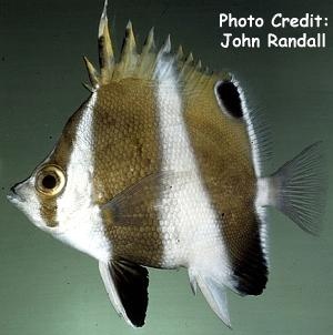  Prognathodes excelsa (Hawaiian Brownbanded Butterflyfish, Goldbarred Butterflyfish)