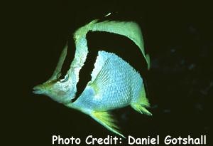  Prognathodes falcifer (Scythemarked Butterflyfish)