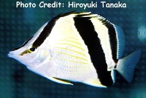  Prognathodes guyanensis (French Butterflyfish, Guyana Butterflyfish, Threeband Butterflyfish)