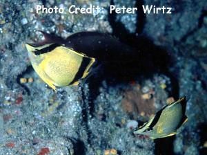  Prognathodes marcellae (Marcella Butterflyfish, French Butterflyfish)