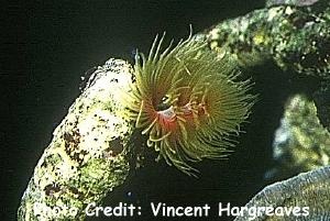  Protula bispiralis (Red Fan Worm, Hard Tube Coco Worm)