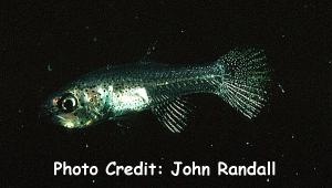  Pseudamia amblyuroptera (Whitejaw Cardinalfish)