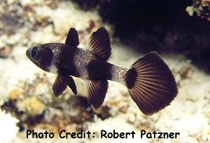 Pseudamia zonata (Paddlefin Cardinalfish)