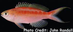  Pseudanthias aurulentus (Central Pacific Anthias, Deep Water Anthias)