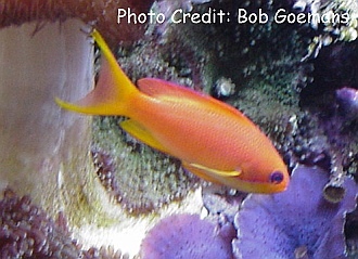  Pseudanthias bicolor (Bicolor Anthias)