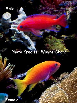  Pseudanthias bimaculatus (Twinspot Anthias, Two-spot Anthias)