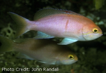  Pseudanthias carlsoni (Carlson's Anthias)