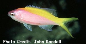  Pseudanthias evansi (Evan’s Anthias, Yellowback Anthias, Yellowtail Anthias)