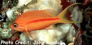  Pseudanthias fasciatus (Redstripe Anthias, One-stripe Anthias, Striped Anthias)