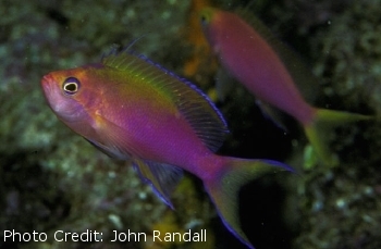  Pseudanthias flavicauda (Unknown)