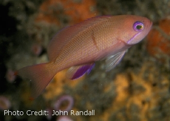  Pseudanthias hiva (Hiva Basslet)