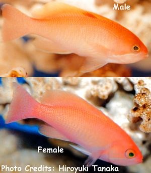  Pseudanthias hypselosoma (Stocky Anthias, Pink Anthias)