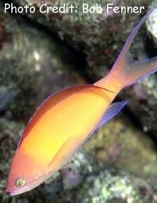  Pseudanthias ignitus (Flame Anthias, Indian Flame Anthias)