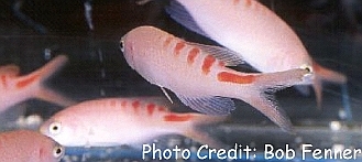  Pseudanthias lori (Lori's Anthias, Tiger Queen Anthias)