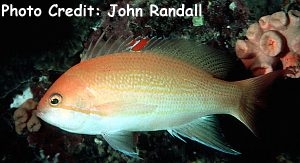  Pseudanthias luzonensis (Luzon Anthias, Yellowlined Anthias, Blood Spot Anthias)