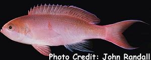  Pseudanthias mooreanus (Pink Anthias)