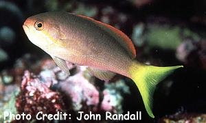  Pseudanthias olivaceus (Olive Anthias, Yellowtail Anthias)