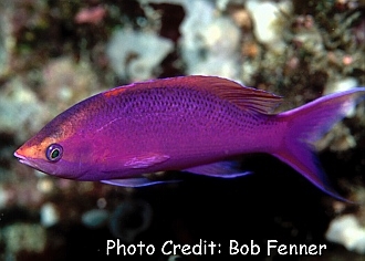  Pseudanthias pascalus (Purple Queen Anthias, Amethyst Anthias, Sailfin Anthias)