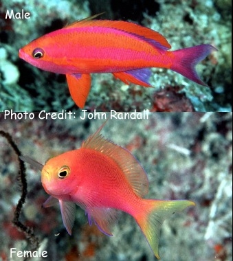  Pseudanthias randalli (Randall's Anthias)