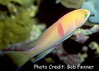  Pseudanthias rubrizonatus (Redbelted Anthias, Tricolor Anthias, Redband Anthias)