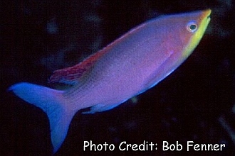  Pseudanthias tuka (Yellowstripe Anthias, Purple Anthias)