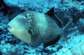  Pseudobalistes flavimarginatus (Yellowmargin Triggerfish, Pineapple Triggerfish, Yellowface Triggerfis)