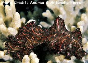  Pseudobiceros bedfordi (Flat Worm)