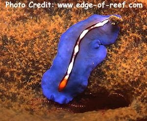  Pseudobiceros bifurcus (Flat Worm)