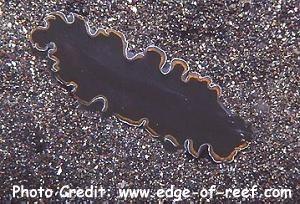  Pseudobiceros uniarborensis (Flat Worm)