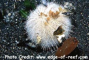  Pseudoboletia indiana (Pebble Urchin, Collector Urchin, White Sea Urchin)