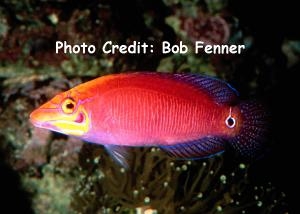  Pseudocheilinus ocellatus (Whitebarred Wrasse, Mystery Wrasse)