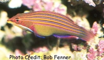  Pseudocheilinus tetrataenia (Fourline Wrasse)