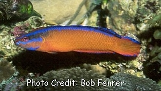  Pseudochromis aldabraensis (Arabian Blueline Dottyback, Neon Dottyback, Orange Dottyback)
