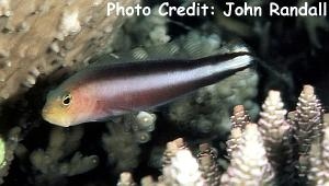  Pseudochromis bitaeniatus (Double-Striped Dottyback)