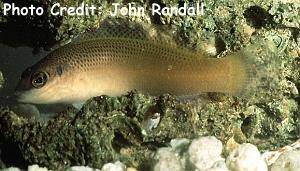  Pseudochromis caudalis (Bandtail Dottyback)