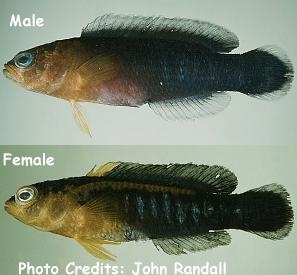  Pseudochromis cyanotaenia (Bluelined Dottyback, Bluestriped Dottyback, Surge Dottyback)