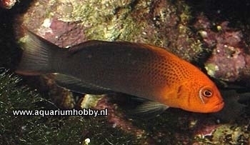  Pseudochromis dilectus (Esteemed Dottyback, Sri Lanka Dottyback)