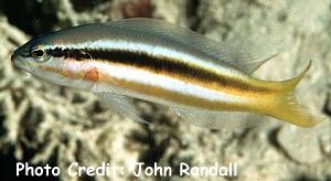  Pseudochromis dixurus (Forktail Dottyback)