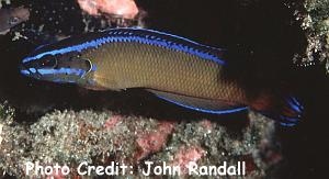  Pseudochromis dutoiti (Dutoiti Dottyback)