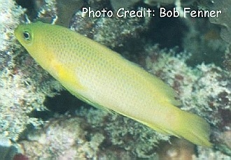  Pseudochromis fuscus (Dusky Dottyback, Yellow Dottyback, Brown Dottyback)
