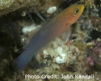  Pseudochromis howsoni (Howson's Dottyback)
