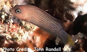  Pseudochromis marshallensis (Yellowspeckled Dottyback, Marshall Island Dottyback)
